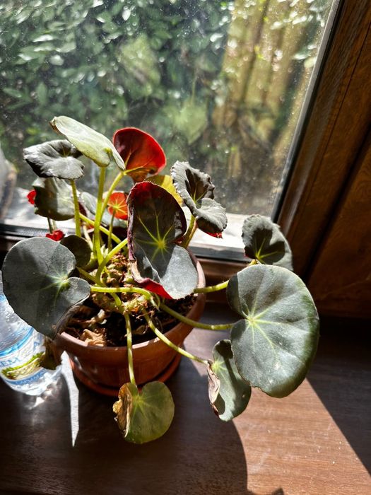 Цветы в горшке