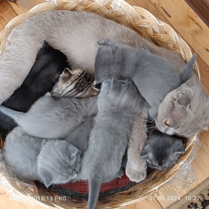 Милые котята готовы дарить тепло!!!