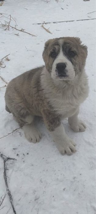 Продается сао, алабай