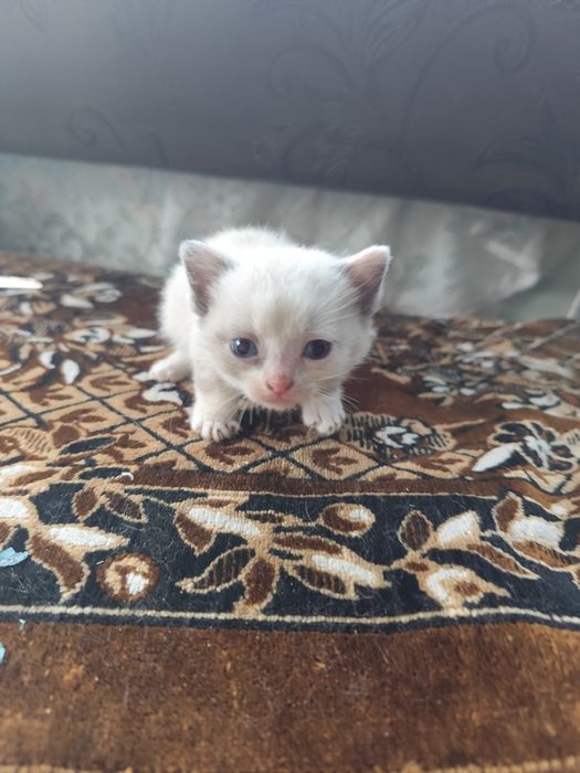 Отдам котят в добрые руки