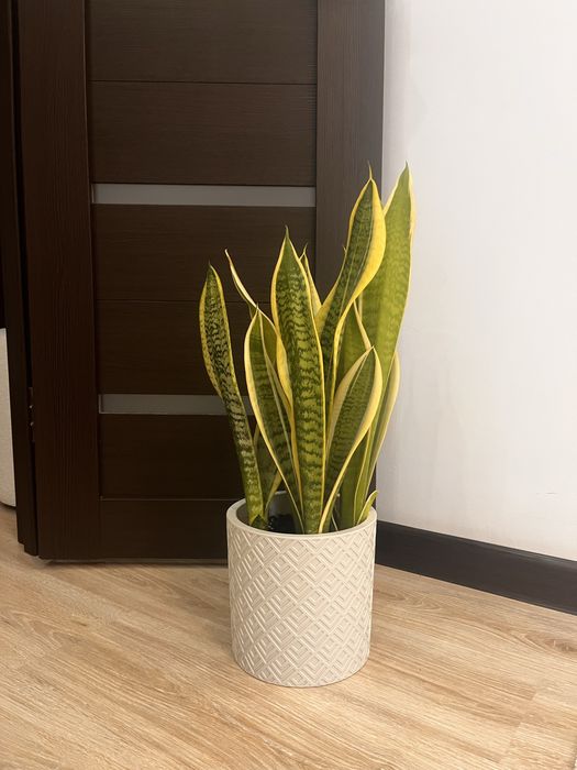 Сансевиерия Лауренти