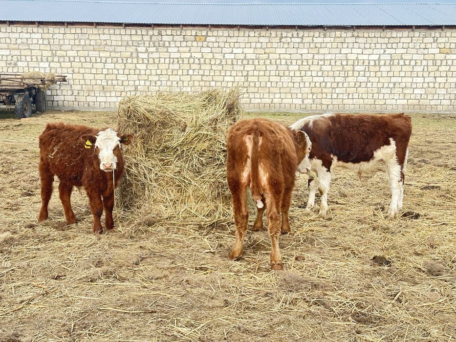 Продам бычков 10-12 мес