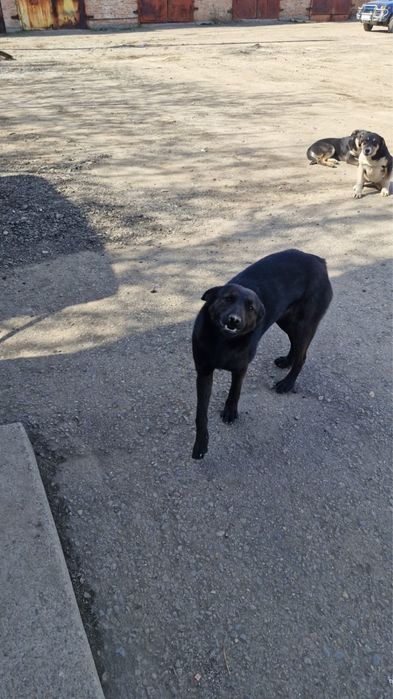 Щенки в добрые руки