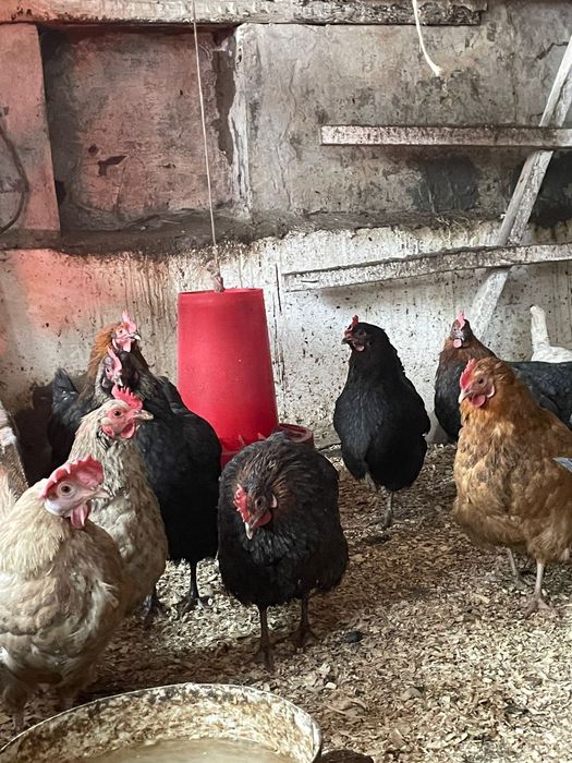 Молодые домащние куры