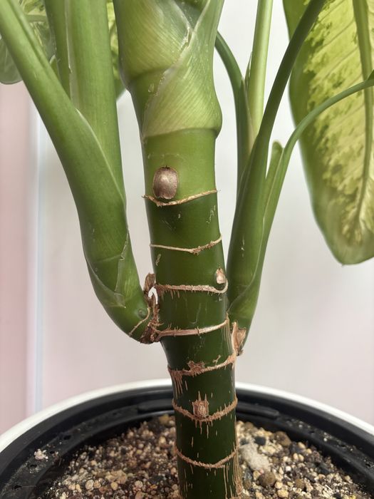 Дифанбахия тропик сноу