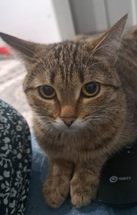 Потерялась кошка!