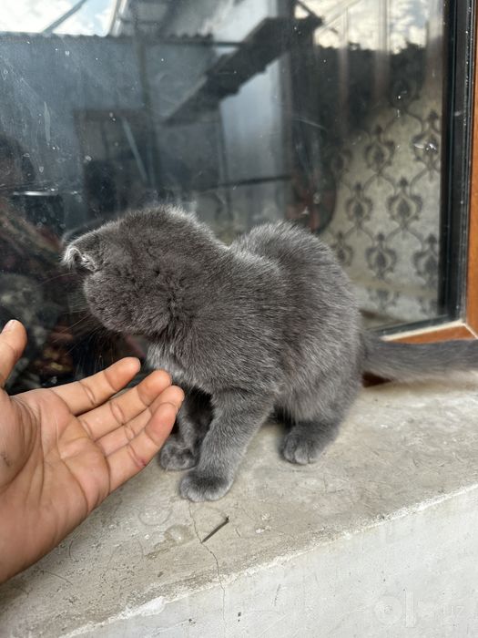 Скотч фолд шотландский сотилади