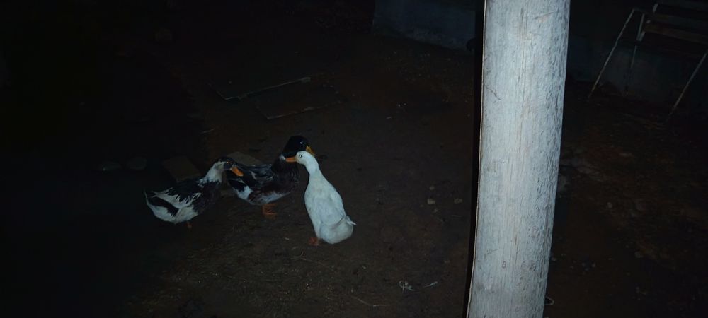 Ordaklarni kelishamiz