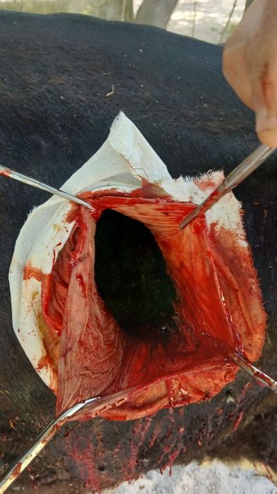 Kafolatli veterinariya xizmati