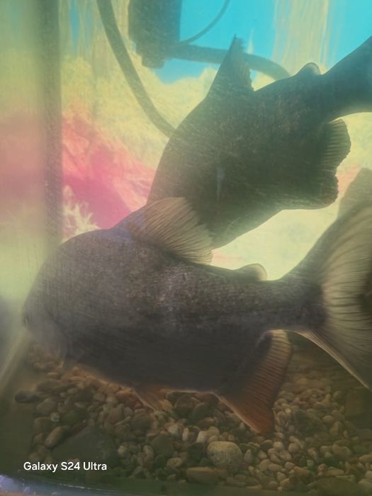 Аквариумные рыбки