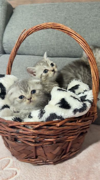 Британска късокосместа