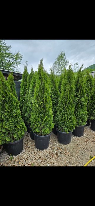 Vând tuia smaragd de mai multe dimensiuni