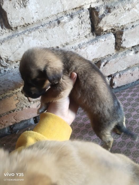 Отдам щенков срочно