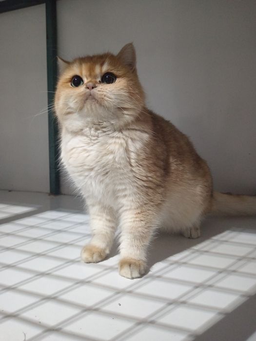 Вязка тоза кон ну12 родословная