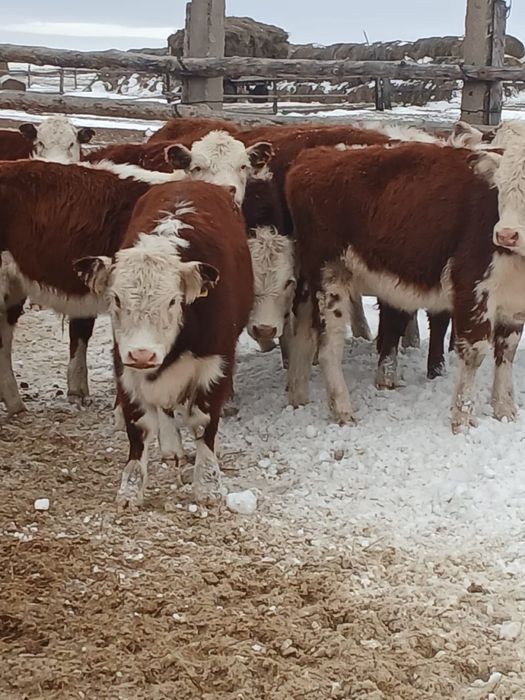 Потсостар сатылады