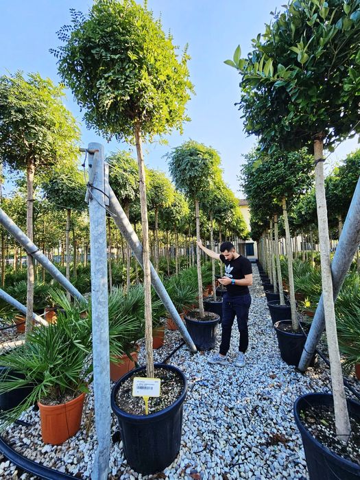 Copaci foioși, carpen, salcâm, catalpa