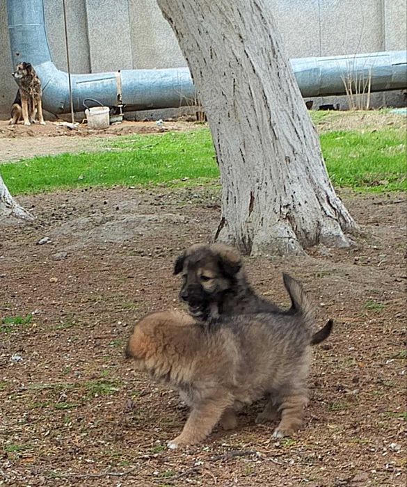 Щенки в добрые руки