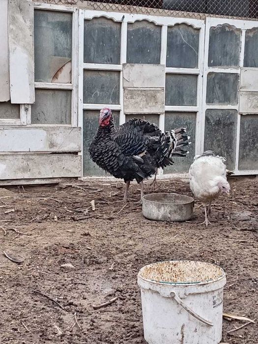 индюк қораз сатылады