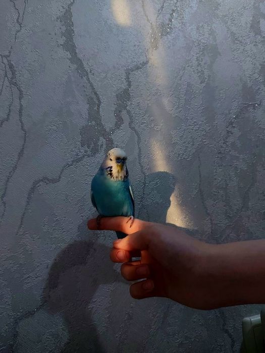 Срочно продать 2-х попугаев