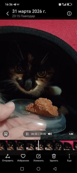 Отдам кошечку 4 месяца