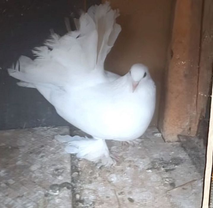 Porumbei de vânzare