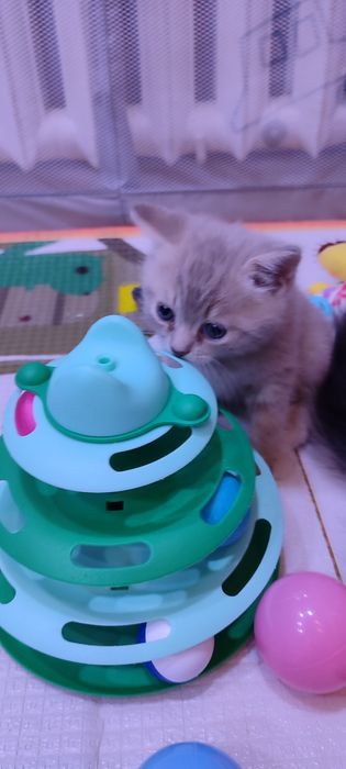 Продам  шотландского мальчика.