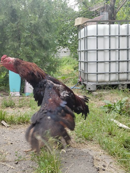 Продам петуха дакана
