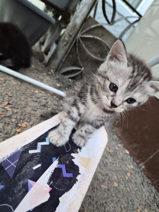 Котята бесплатно котики
