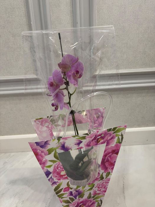 Продам комнатное растение