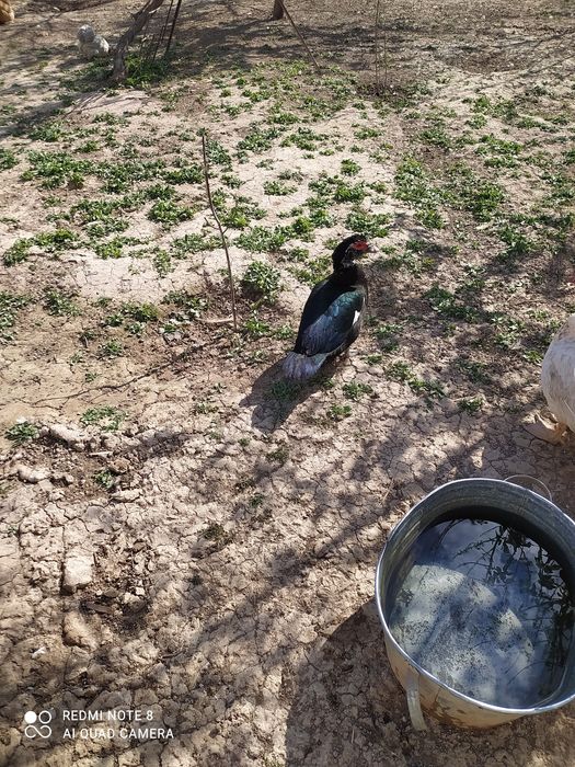 Indiutka tuxumlari sotiladi 8 mingdan