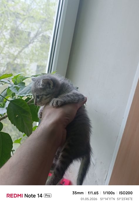 Отдам котят один мальчик 2девочки