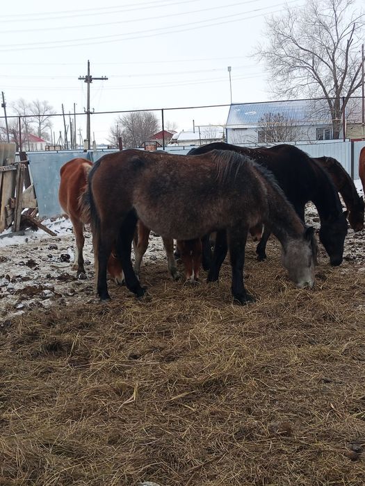 Продается кабыла