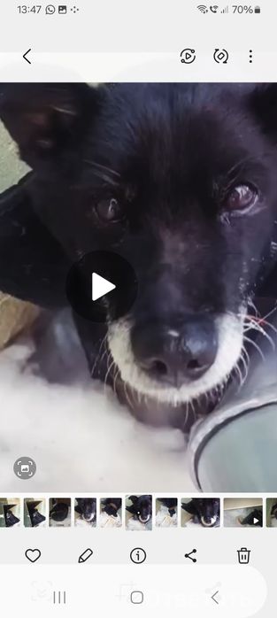 Найдена собака в центре