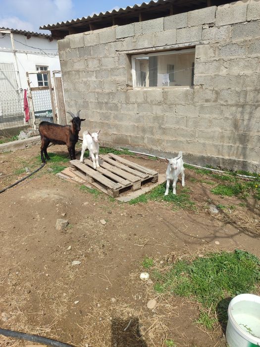 Козел альпийской породы