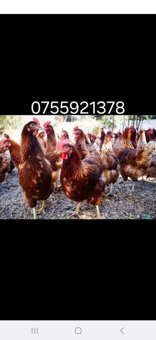 Pui si gaini transport gratuit  20 lei