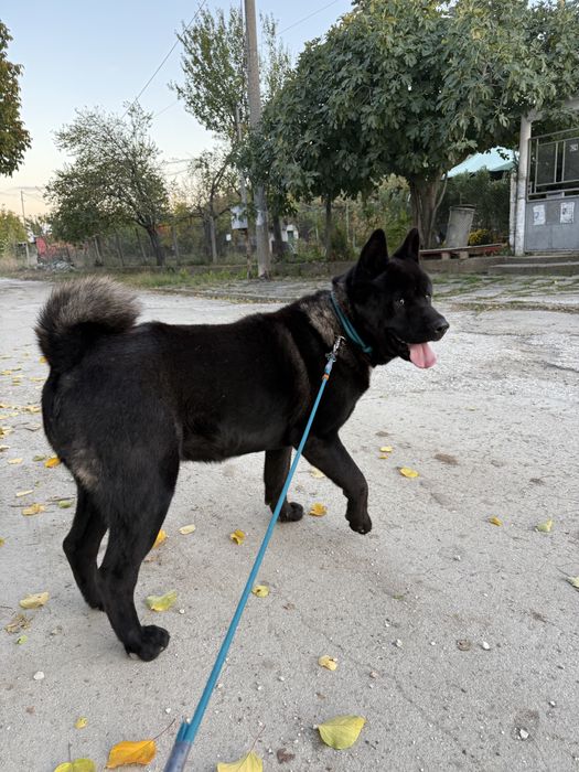 Американска Акита