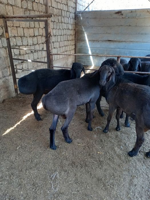 Хисори уйда бокилган койлар