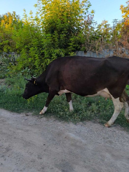 Продам корову 5 лет