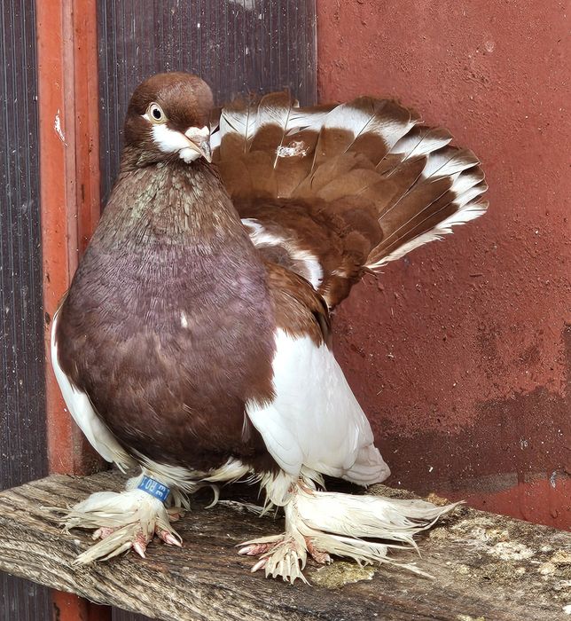 De vânzare  Porumbei de Volga