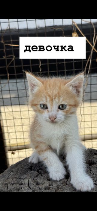 котята бесплатно в добрые руки