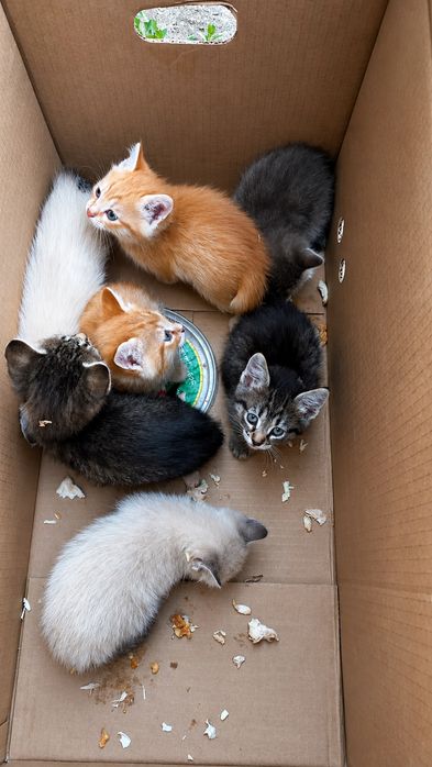 Котята ищут дом.отдам даром.