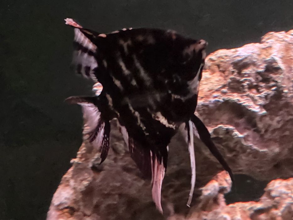 Скалярии мраморные, 3шт.