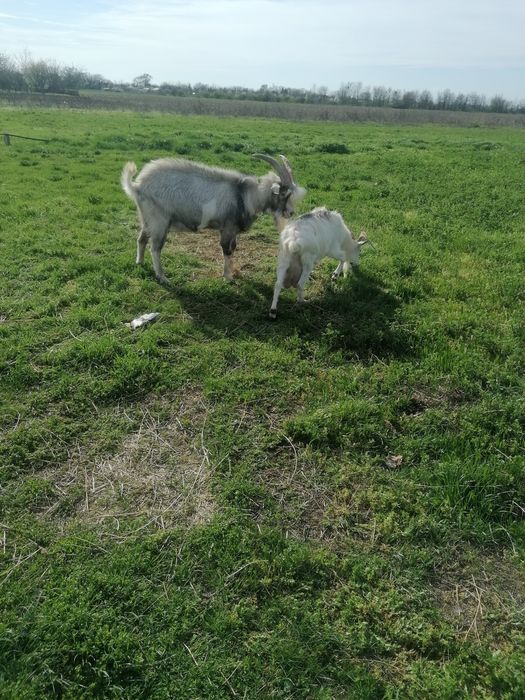 Țap și capra pe lapte   de vanzare