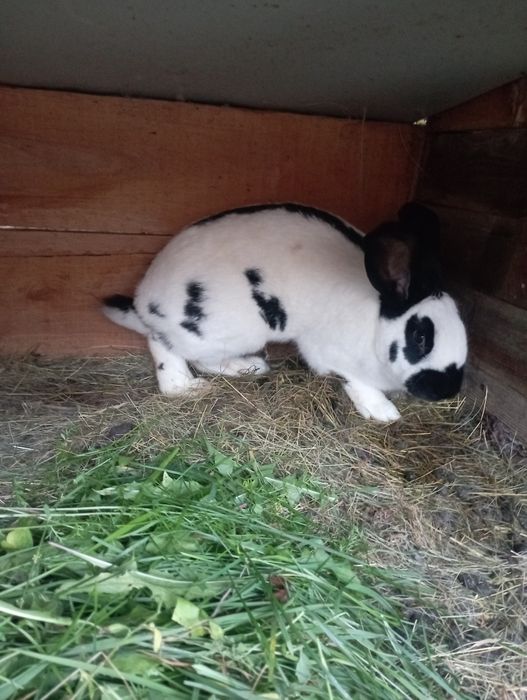 Vând urgent iepuri Fluture German