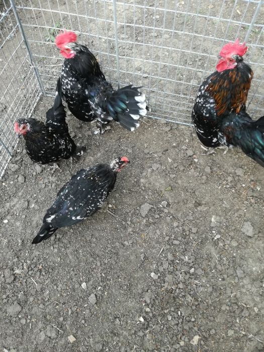 Găini pitice 2 perechi.