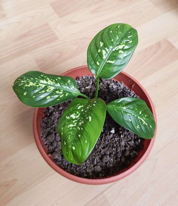 Продам диффенбахию.