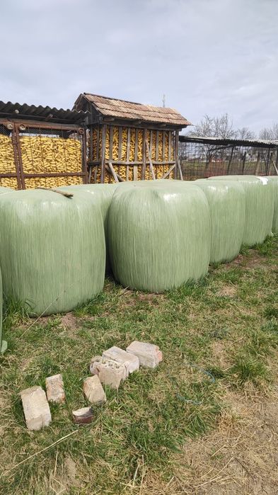 Vând baloți lucernă înfoliată