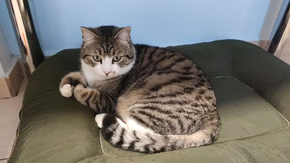 Donez 2 pisicute o fata și un motan