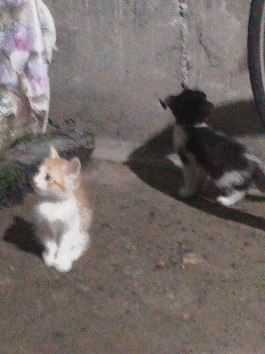 Zeriktirmidi oʻyinqaroq yuvosh yaxshi boqilsa bas odobi ham yaxshi