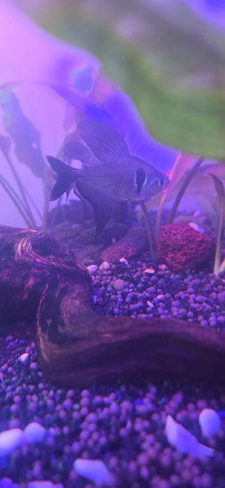 Продам рыбок дёшево